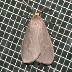 Pagara simplex