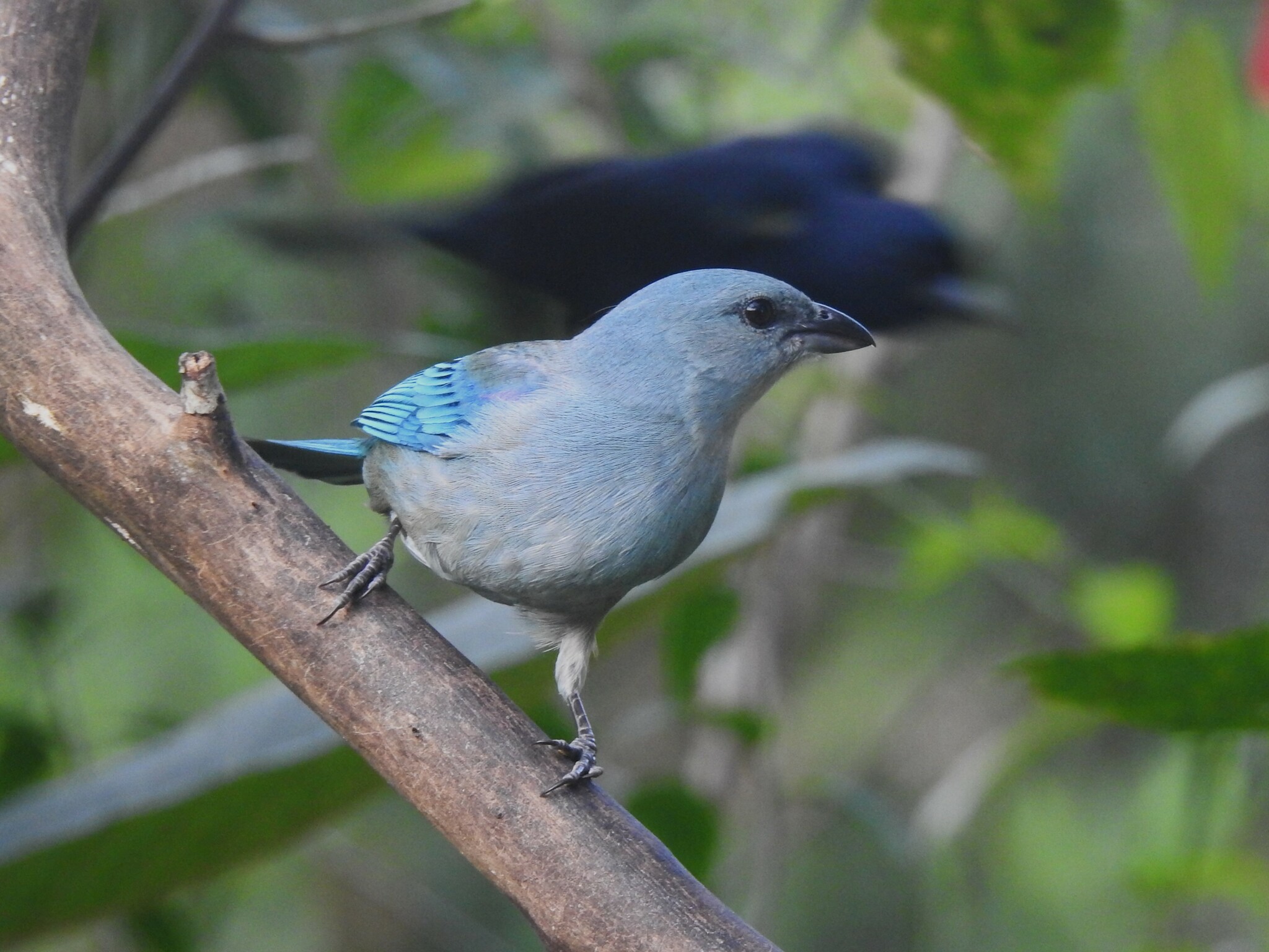 azure-shouldered tanager, sanhaço-de-encontro-azul, tangara à épaulettes bleues, tangara cianóptera