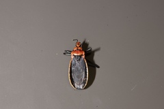 Rhiginia cinctiventris