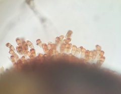 Puccinia investita