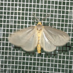 Pagara simplex