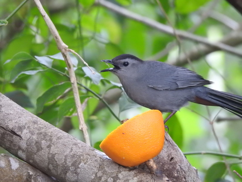 Gray Catbird photographed in Texas