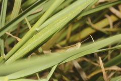 Dichromorpha prominula