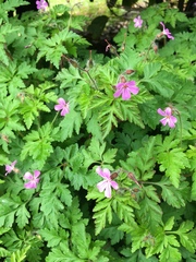 Geranium robertianum