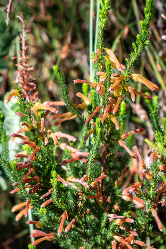 Satin Heath (Erica bibax)