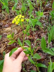 Thaspium trifoliatum