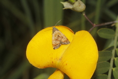 Tripudia goyanensis