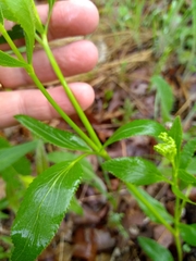 Thaspium trifoliatum