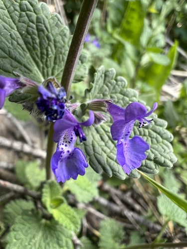 Nepeta racemosa