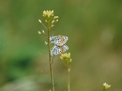 Pseudophilotes bavius