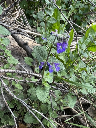 Nepeta racemosa