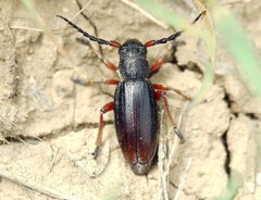 Dorcadion fulvum