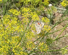 Vanessa cardui