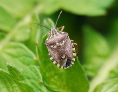 Codophila varia