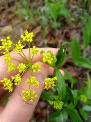 Thaspium trifoliatum