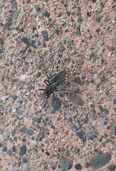 Aedes sierrensis