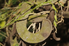 Microlobius foetidus