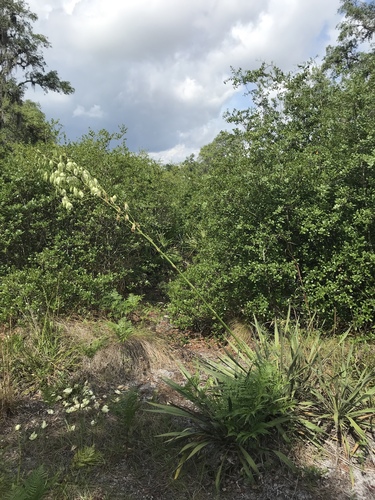 Yucca filamentosa image