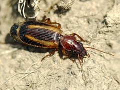 Cymindis