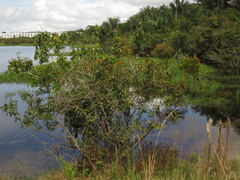 Psittacanthus cucullaris