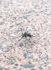 Aedes sierrensis