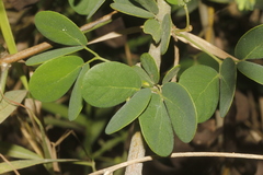 Microlobius foetidus