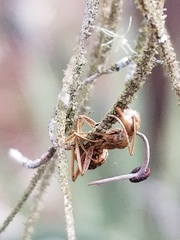 Ophiocordyceps camponoti-floridani