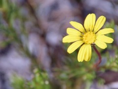 Dolichoglottis lyallii