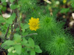 Adonis vernalis