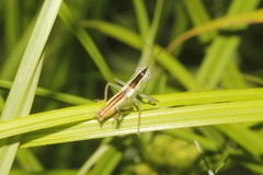 Conocephalus ictus