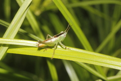 Conocephalus ictus