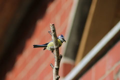 Cyanistes caeruleus