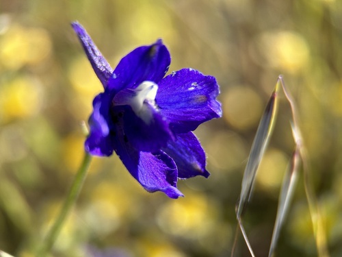 Image of Delphinium variegatum by (c) Annette Herz, some rights reserved (CC BY)