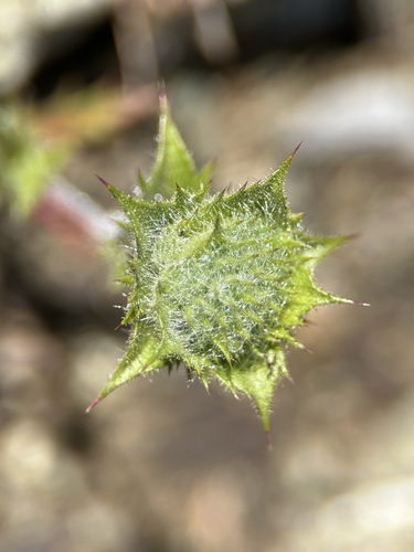 Image of Navarretia heterodoxa by (c) Annette Herz, some rights reserved (CC BY)