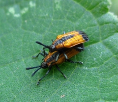 Pentispa melanura