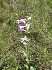 Penstemon grandiflorus