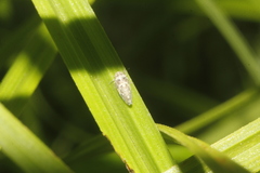 Xestocephalus desertorum