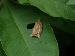 Neocalyptis