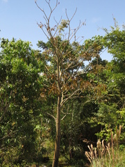 Pseudobombax munguba