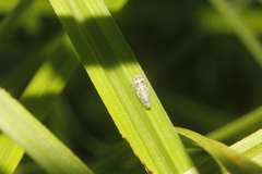 Xestocephalus desertorum