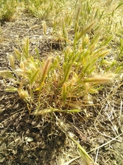 Hordeum jubatum