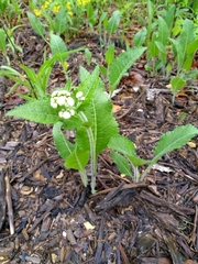 Parthenium hispidum