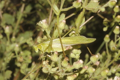 Scudderia furcata sinaloae