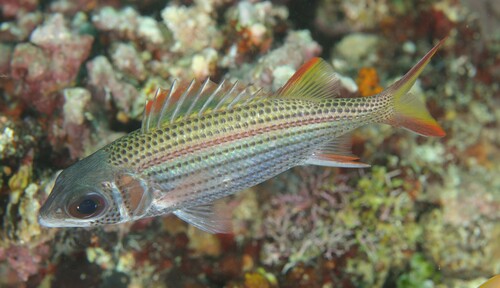 Blackfin squirrelfish (Neoniphon argenteus) — Holocentridae — 5