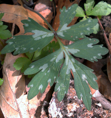 Hydrophyllum