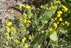 Senecio glaucus
