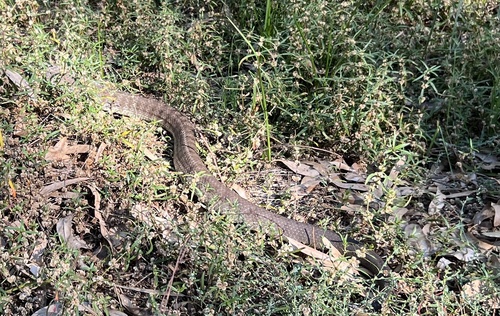 Tiger Snake sighting