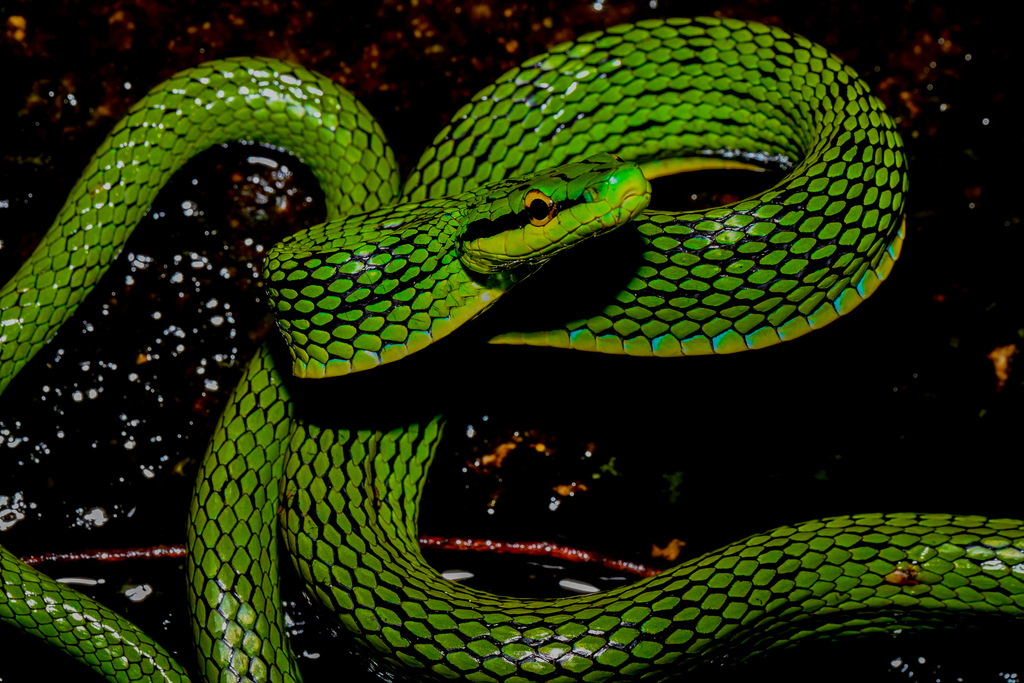 Khasi Hills Trinket Snake