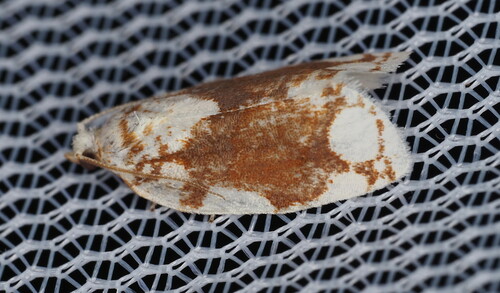White-spotted Leafroller Moth photo 3