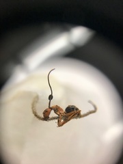 Ophiocordyceps camponoti-floridani